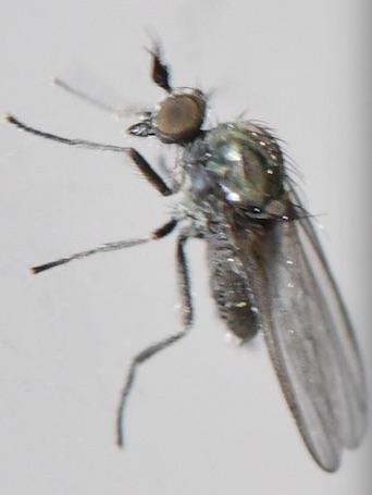 Réf. 300 934 : Microphor sp.